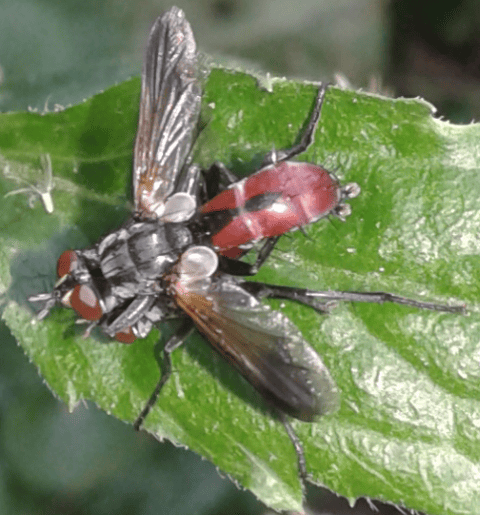 Tachinidae : coppia di Cylindromyia bicolor?  S